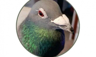 Pigeons Team Augustyniok - aktualizacja hodowli