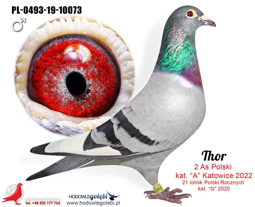 PL-0493-19-10073 Thor