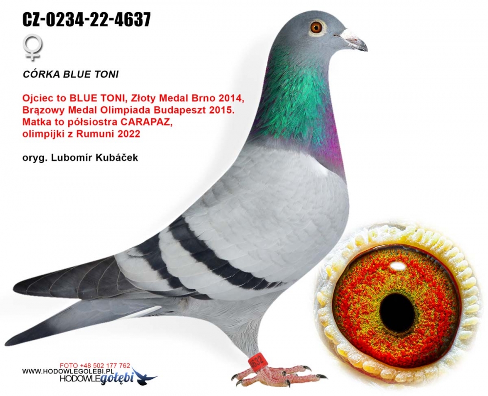 CZ-0234-22-4637 DGTH. BLUE TONI