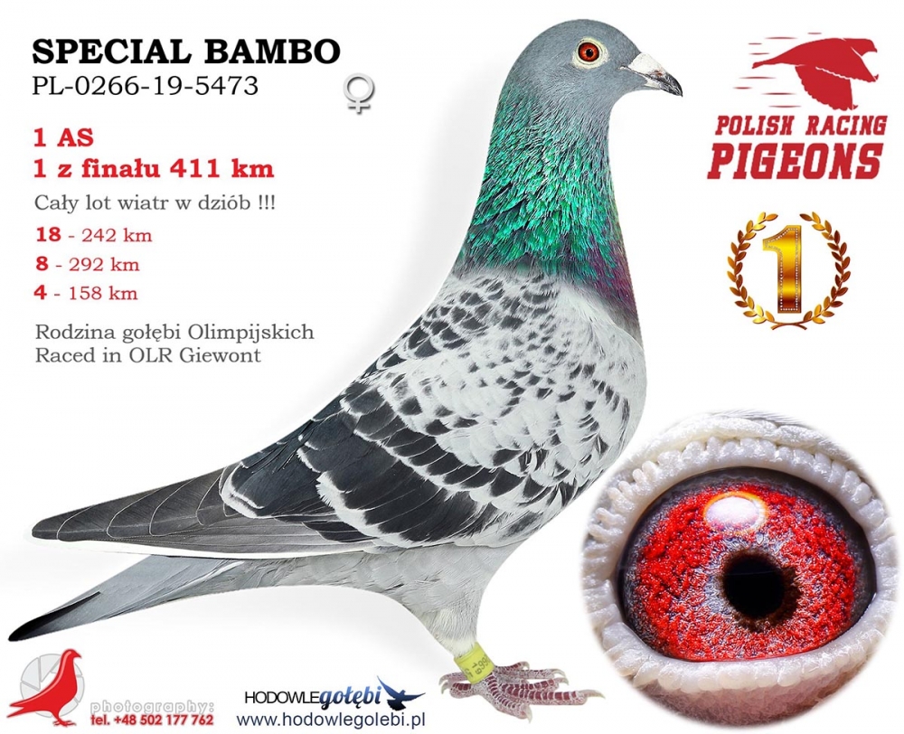 PL-0266-19-5473 Special Bambo