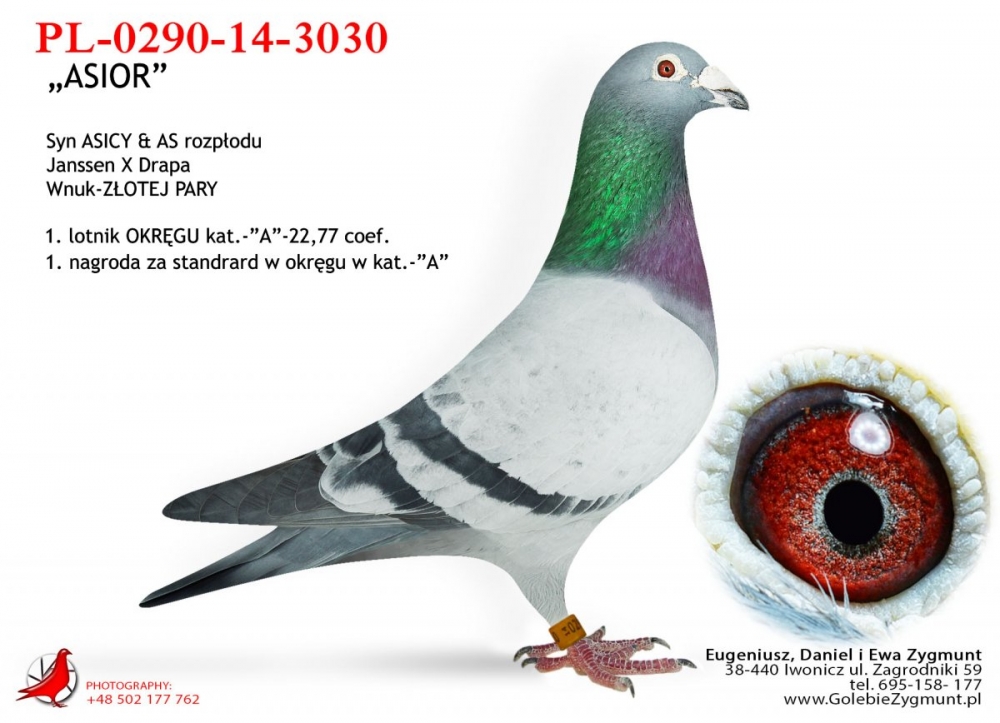 PL-0290-14-3030 ASIOR