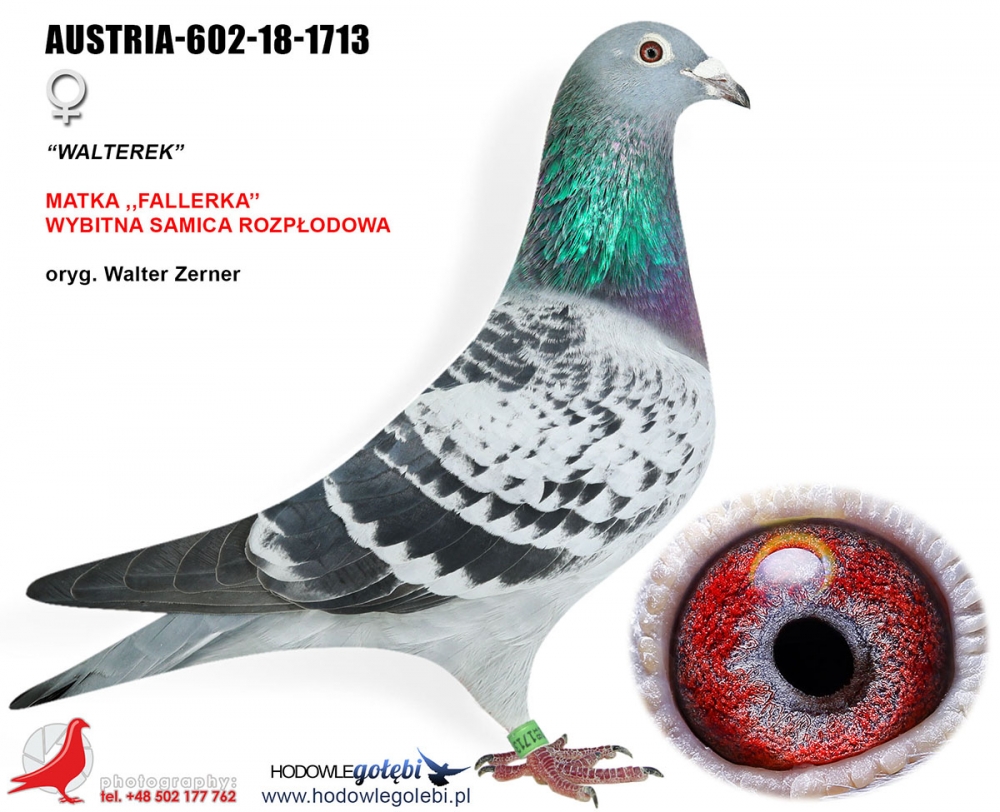 AUSTRIA-602-18-1713