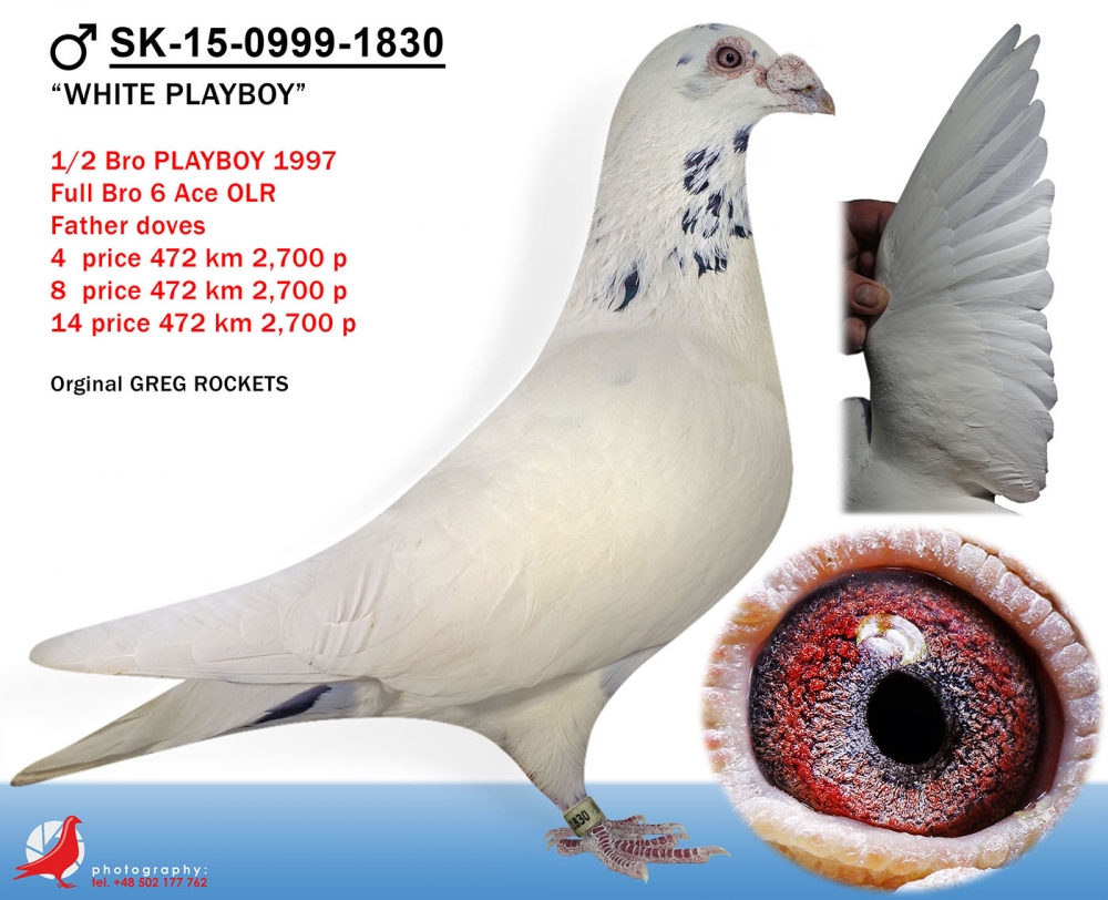 SK-15-0999-1830 WHITE PLAYBOY