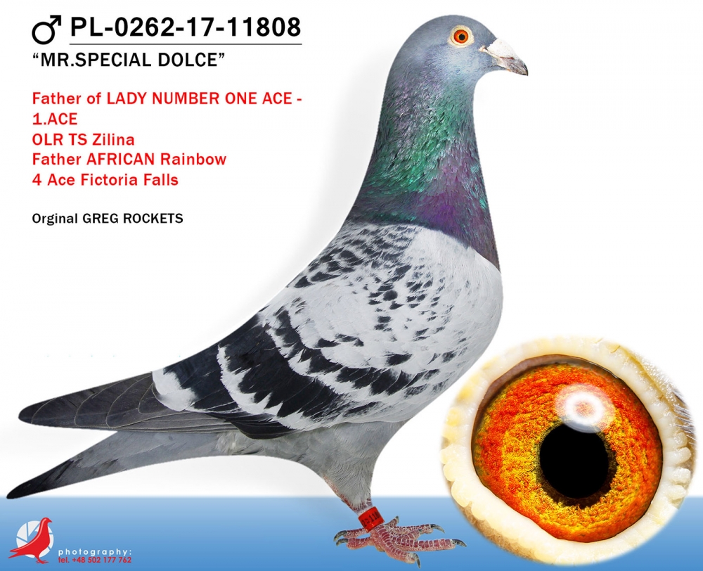 PL-0262-17-11808 MR.SPECIAL DOLCE