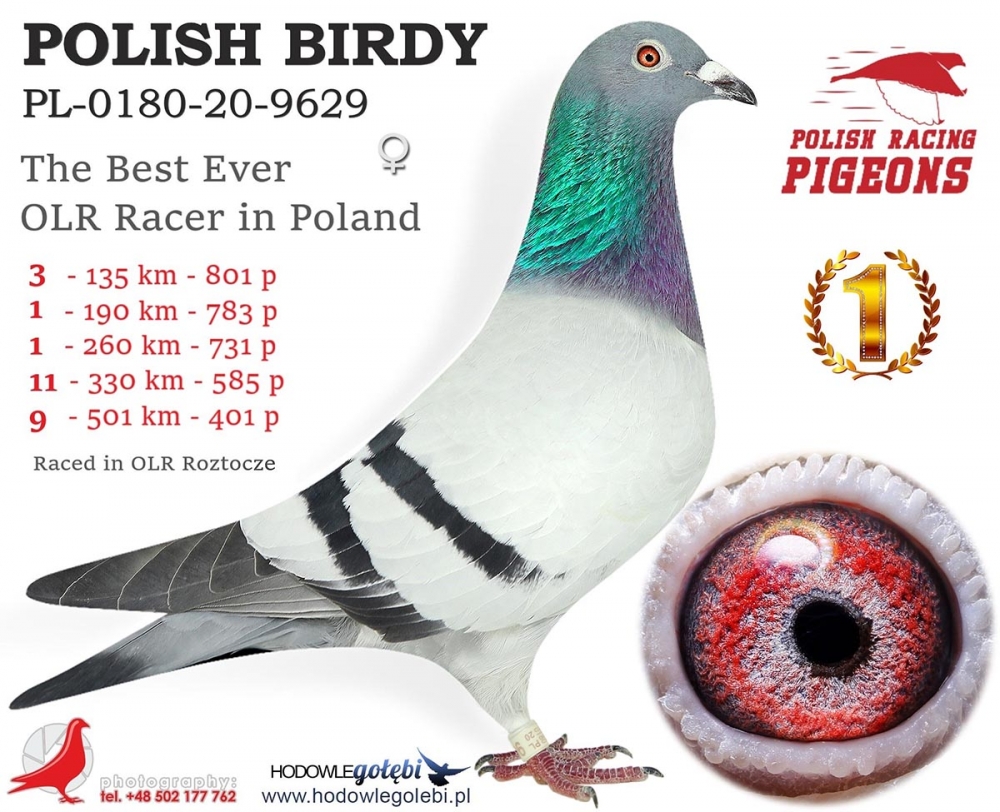 PL-0180-20-9629 Polish Birdy