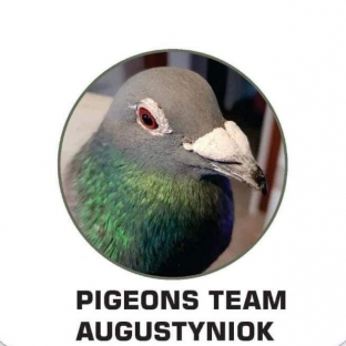 Pigeons Team Augustyniok