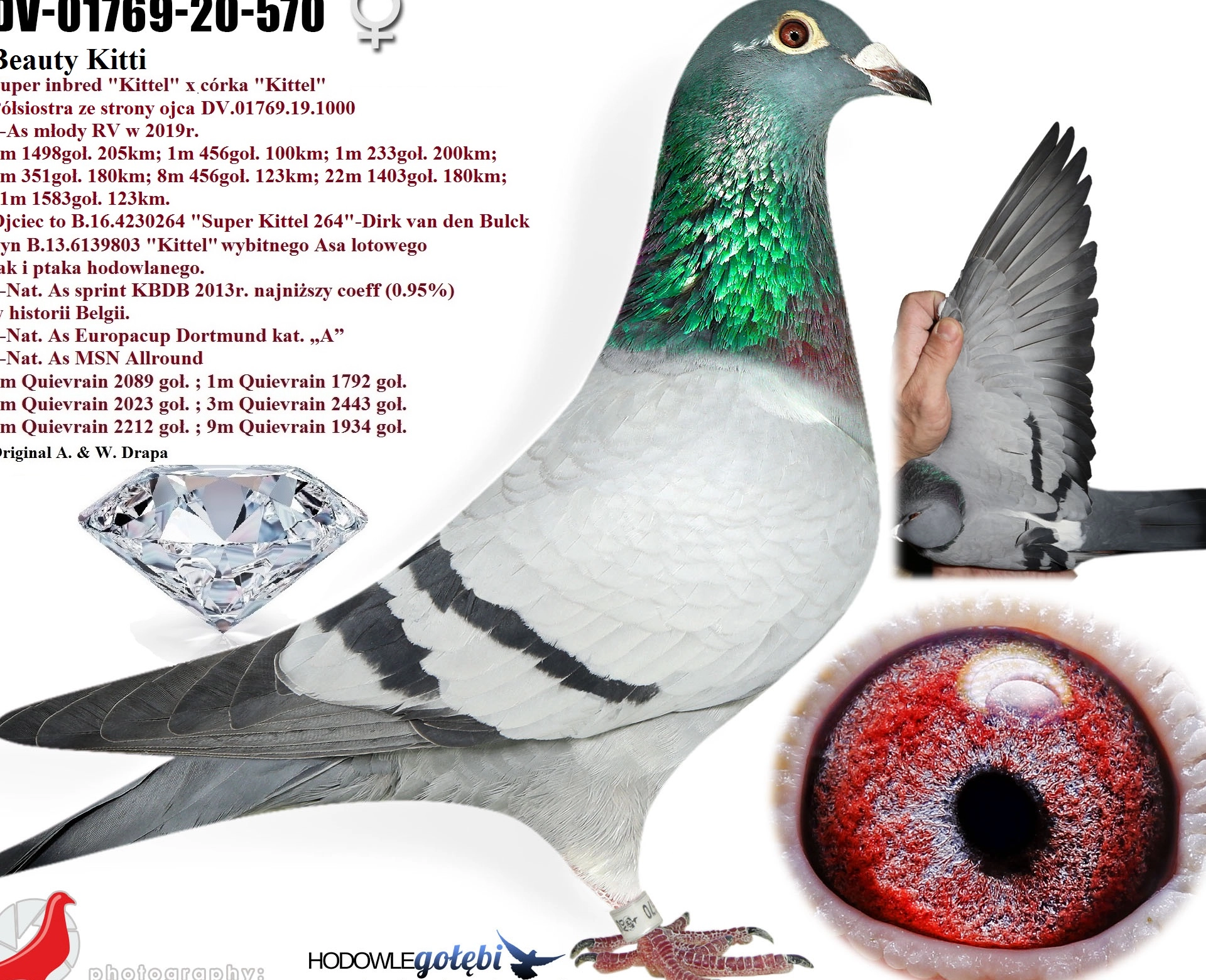 uploads/hodowcy/KASPRZAK/dv-01769-20-570.jpg