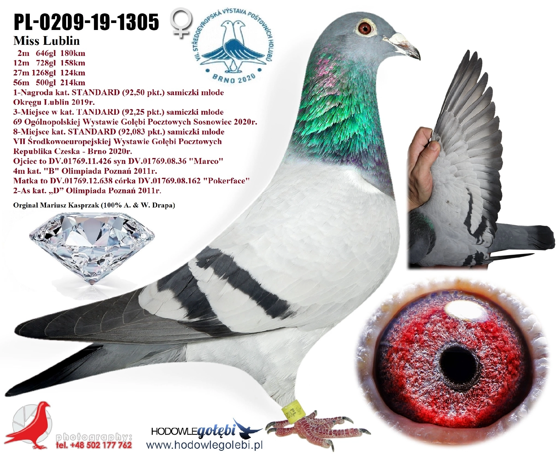 uploads/hodowcy/KASPRZAK/pl-0209-19-1305.jpg