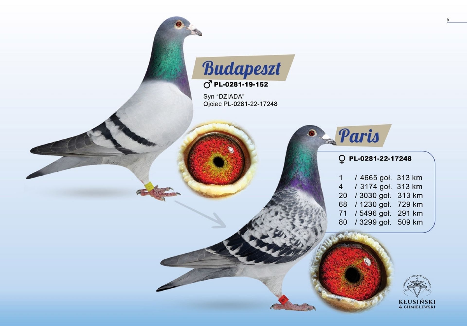 uploads/user_file/katalog-klusinski-chmielewski/05.jpg