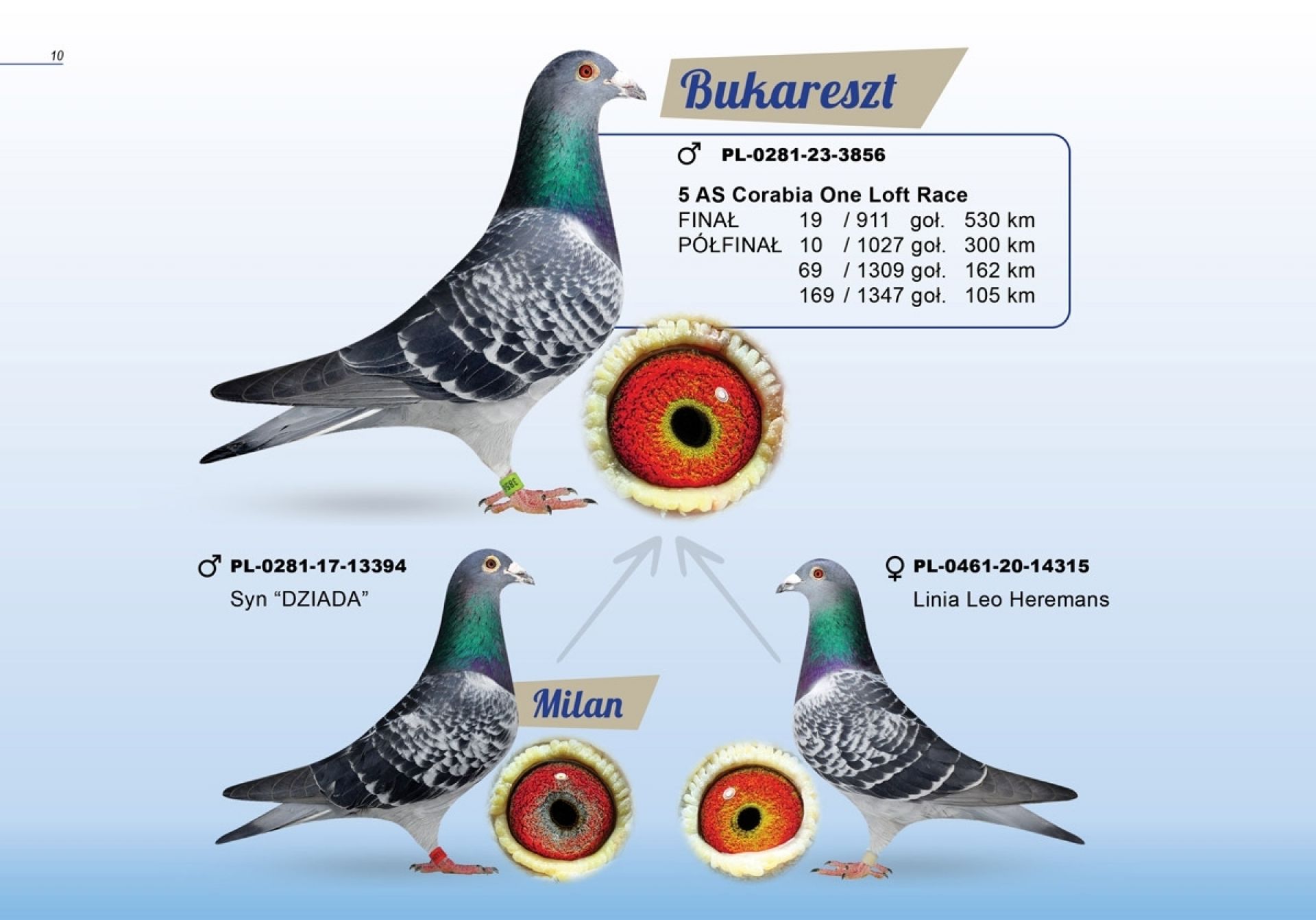 uploads/user_file/katalog-klusinski-chmielewski/10.jpg
