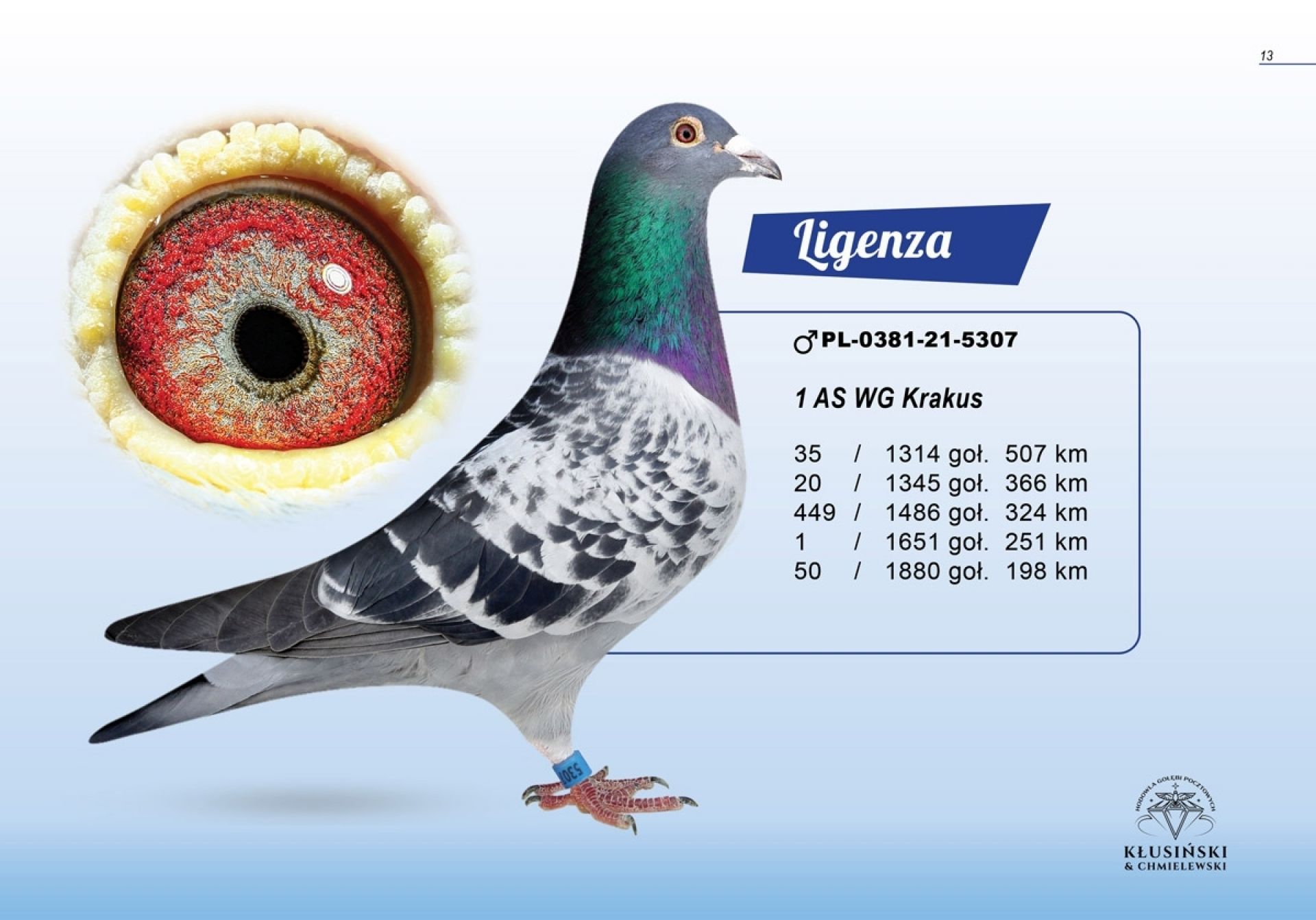 uploads/user_file/katalog-klusinski-chmielewski/13.jpg