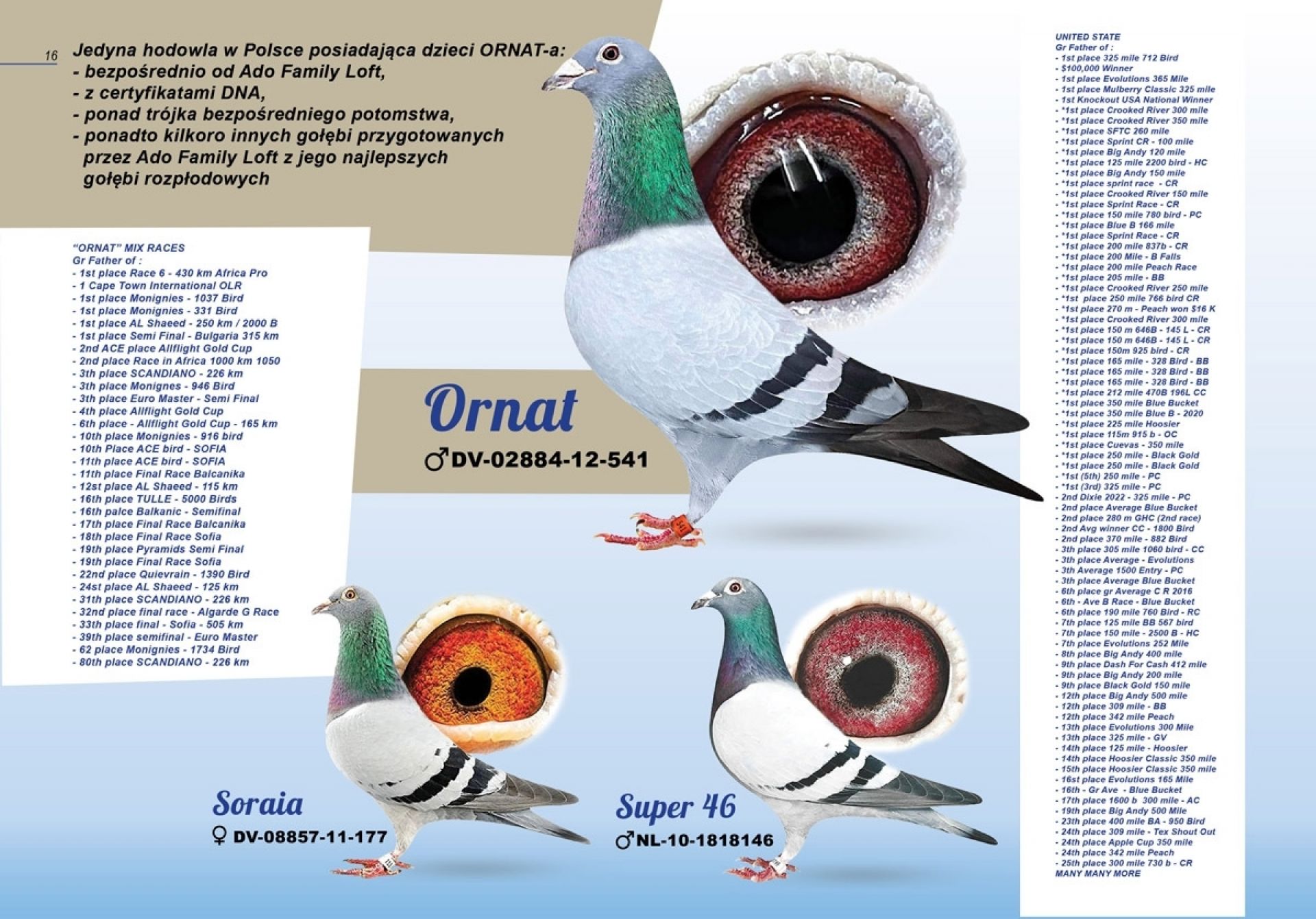 uploads/user_file/katalog-klusinski-chmielewski/16.jpg