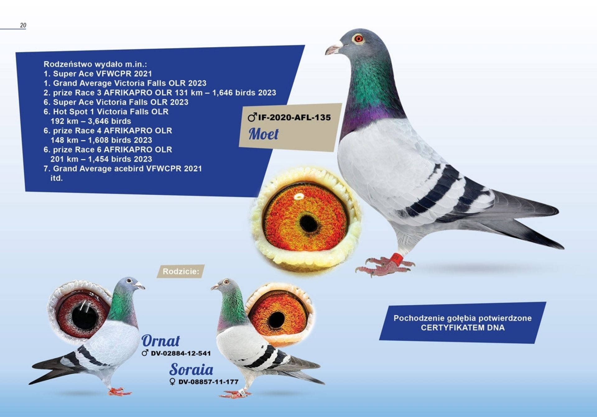 uploads/user_file/katalog-klusinski-chmielewski/20.jpg