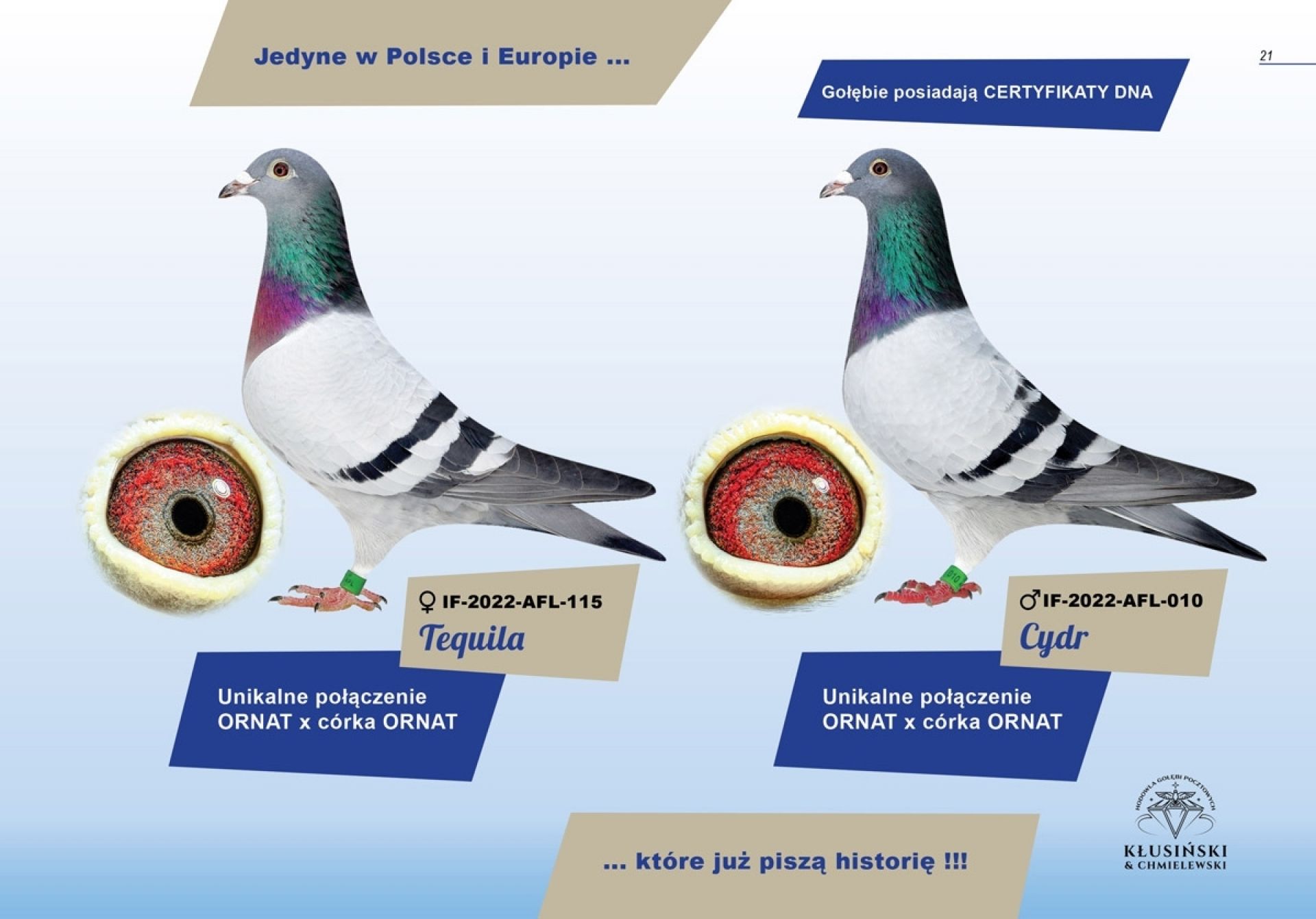 uploads/user_file/katalog-klusinski-chmielewski/21.jpg